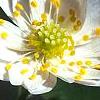 Anemonella thalictroides 'Semidouble White', flowers