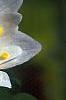 Anemonella thalictroides 'Semidouble White', flowers