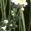 Anemone tomentosa 'Robustissima', habit