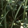 Anemone tomentosa 'Robustissima', habit