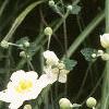 Anemone tomentosa 'Robustissima', habit