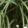 Anemone tomentosa 'Robustissima', habit