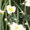 Anemone tomentosa 'Robustissima', habit