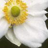 Anemone tomentosa 'Robustissima', flowers