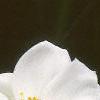 Anemone tomentosa 'Robustissima', flowers
