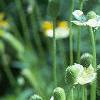 Anemone virginiana, habit