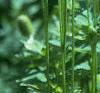 Anemone virginiana, habit