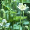 Anemone virginiana, habit