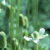 Anemone virginiana, habit