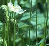 Anemone virginiana, habit