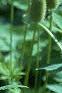 Anemone virginiana, habit
