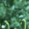 Anemone virginiana, habit