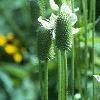 Anemone virginiana, habit