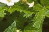 Anemone virginiana, flowers