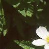 Anemone virginiana, flowers