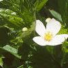 Anemone virginiana, flowers