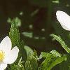 Anemone virginiana, flowers