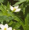 Anemone virginiana, flowers