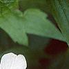Anemone virginiana, flowers