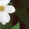 Anemone virginiana, flowers