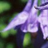 Aquilegia alpinum, flowers