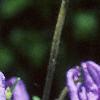 Aquilegia alpinum, flowers