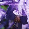 Aquilegia alpinum, flowers