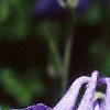 Aquilegia alpinum, flowers