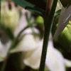Aquilegia alpinum 'Alba', flowers