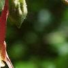 Aquilegia canadensis, flowers