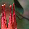 Aquilegia canadensis, flowers