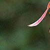 Aquilegia canadensis, flowers