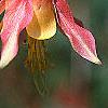 Aquilegia canadensis, flowers