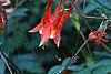 Aquilegia canadensis, flowers