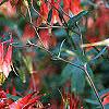 Aquilegia canadensis, flowers