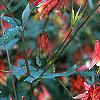 Aquilegia canadensis, flowers