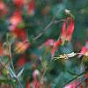 Aquilegia canadensis, flowers