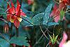 Aquilegia canadensis, flowers