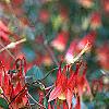 Aquilegia canadensis, flowers