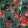 Aquilegia canadensis, flowers