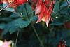 Aquilegia canadensis, flowers