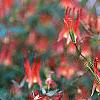 Aquilegia canadensis, flowers