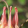 Aquilegia canadensis, flowers