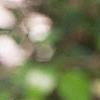 Aquilegia canadensis, flowers