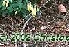 Aquilegia canadensis 'Corbet', habit