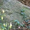 Aquilegia canadensis 'Corbet', habit