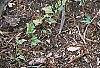 Aquilegia canadensis 'Corbet', habit