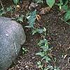 Aquilegia canadensis 'Corbet', habit
