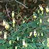 Aquilegia canadensis 'Corbet', habit