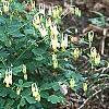 Aquilegia canadensis 'Corbet', habit